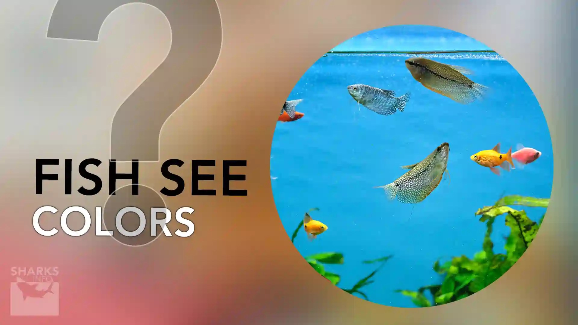 What Colors Can Fish See?