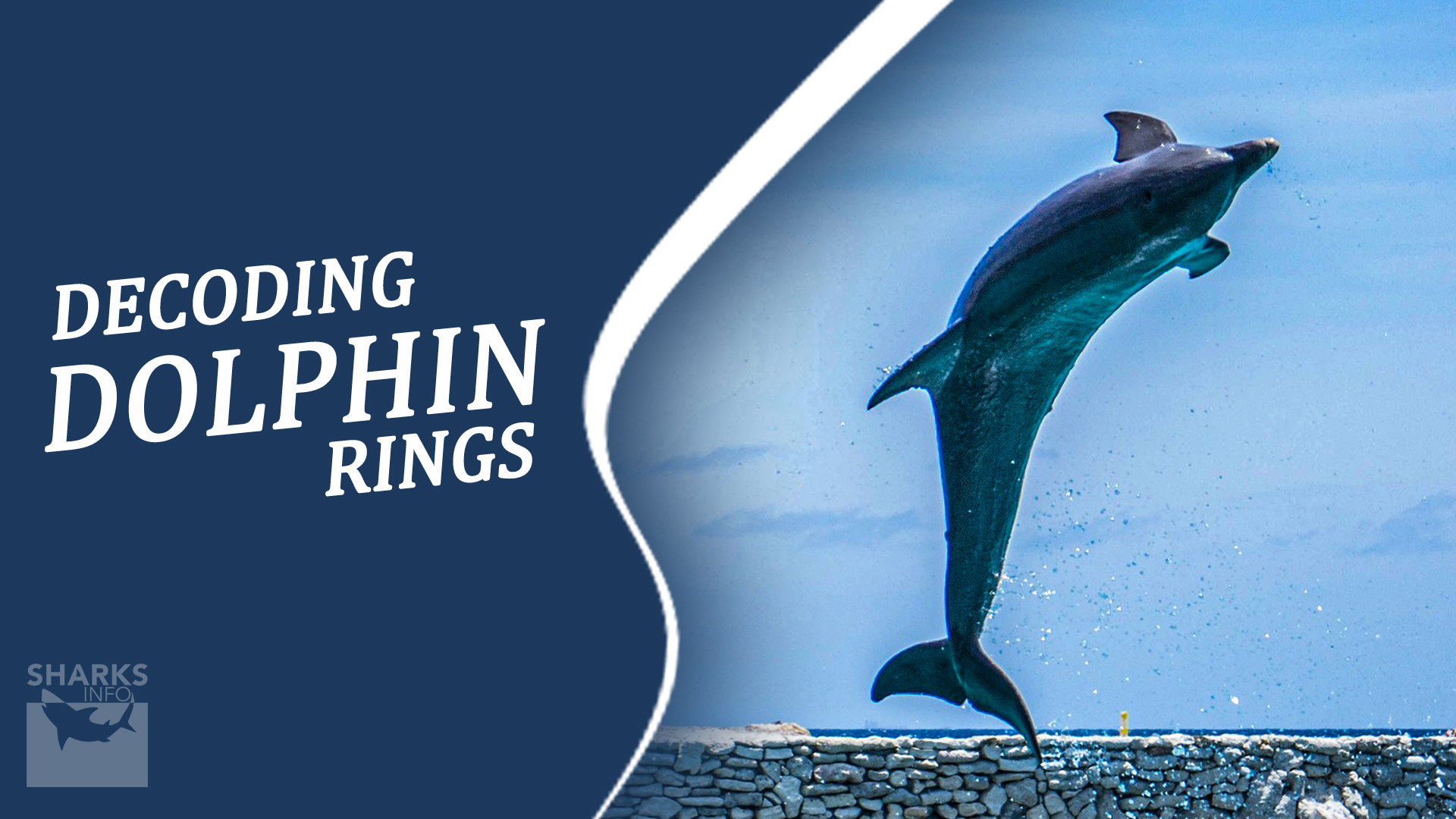 Decoding Dolphin Rings Purpose and Meaning