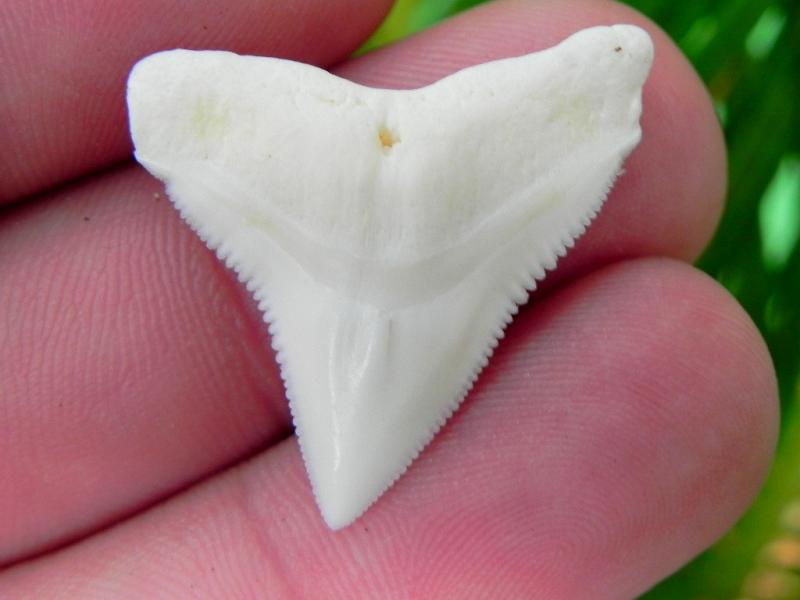 Bull Upper Shark Tooth