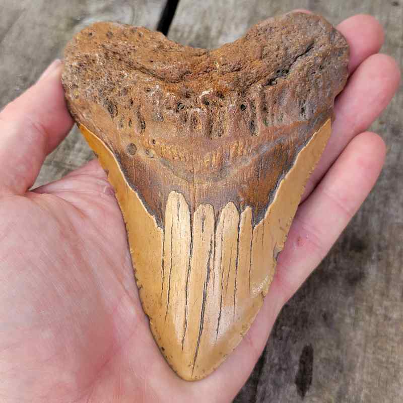 FileCarcharodon Megalodon Teeth, Tellus Science Wikimedia , 40 OFF