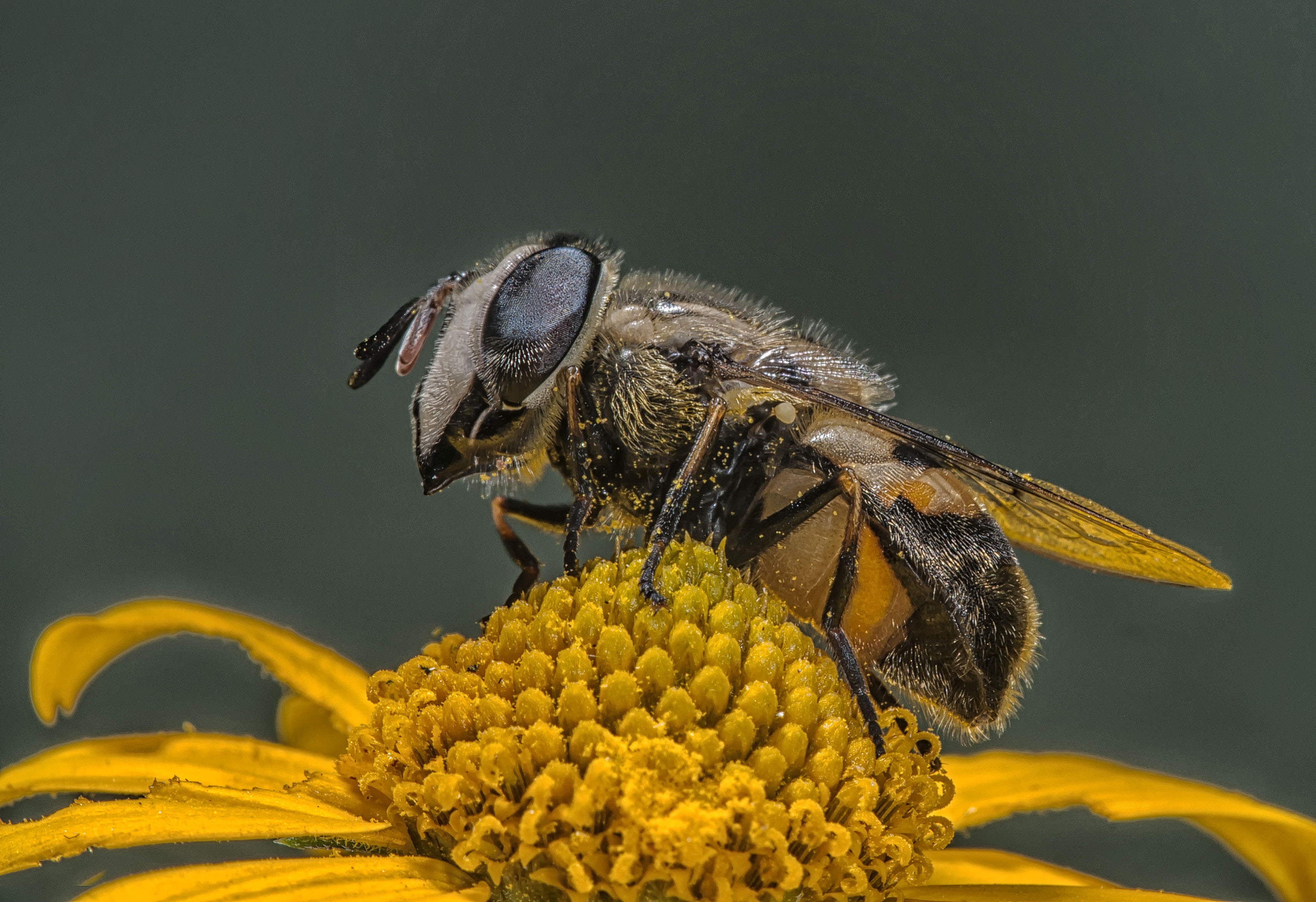 Contact Sharman Apt Russell