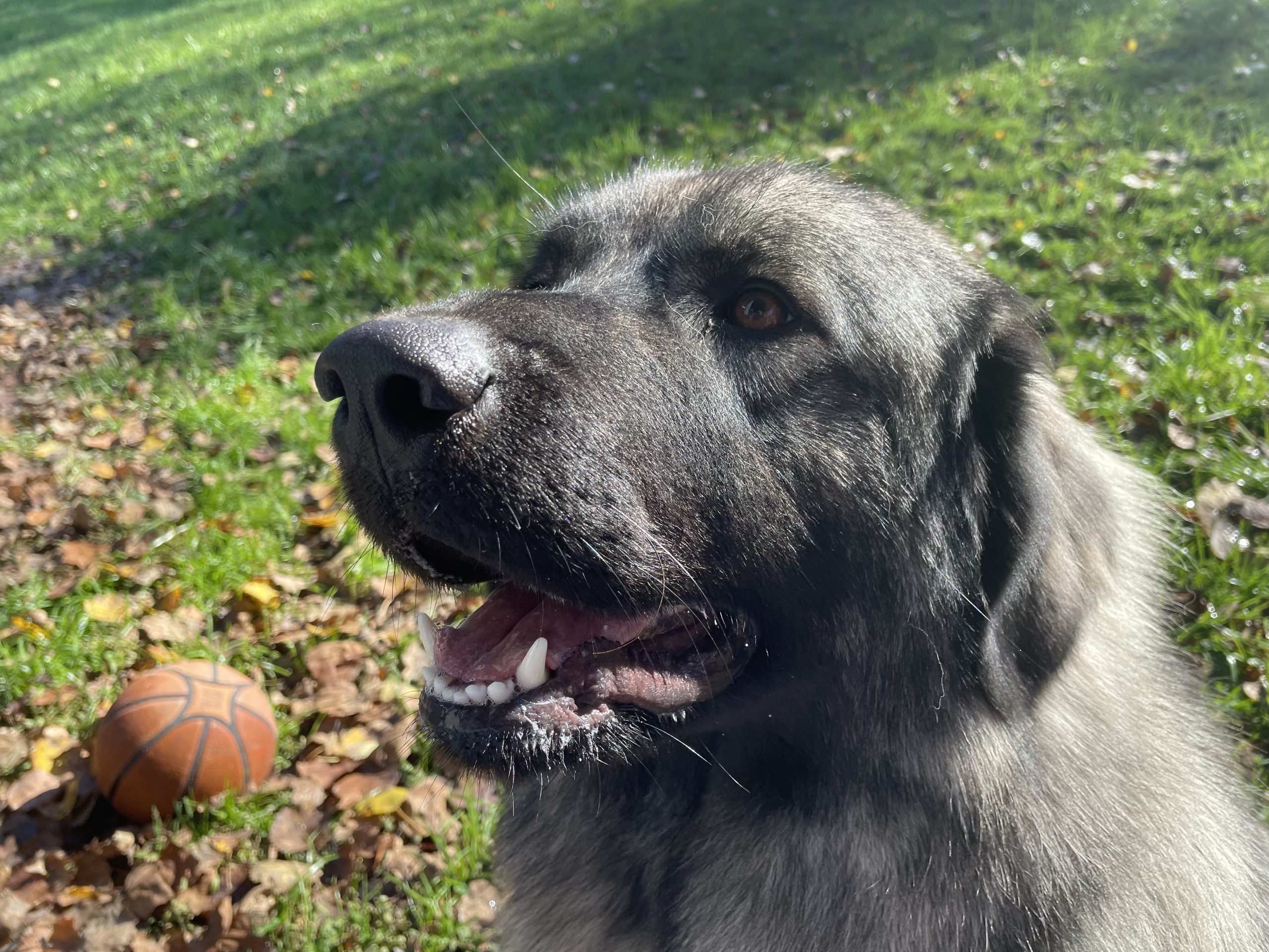 Shar Mountains FALLON Shar Mountain Kennels