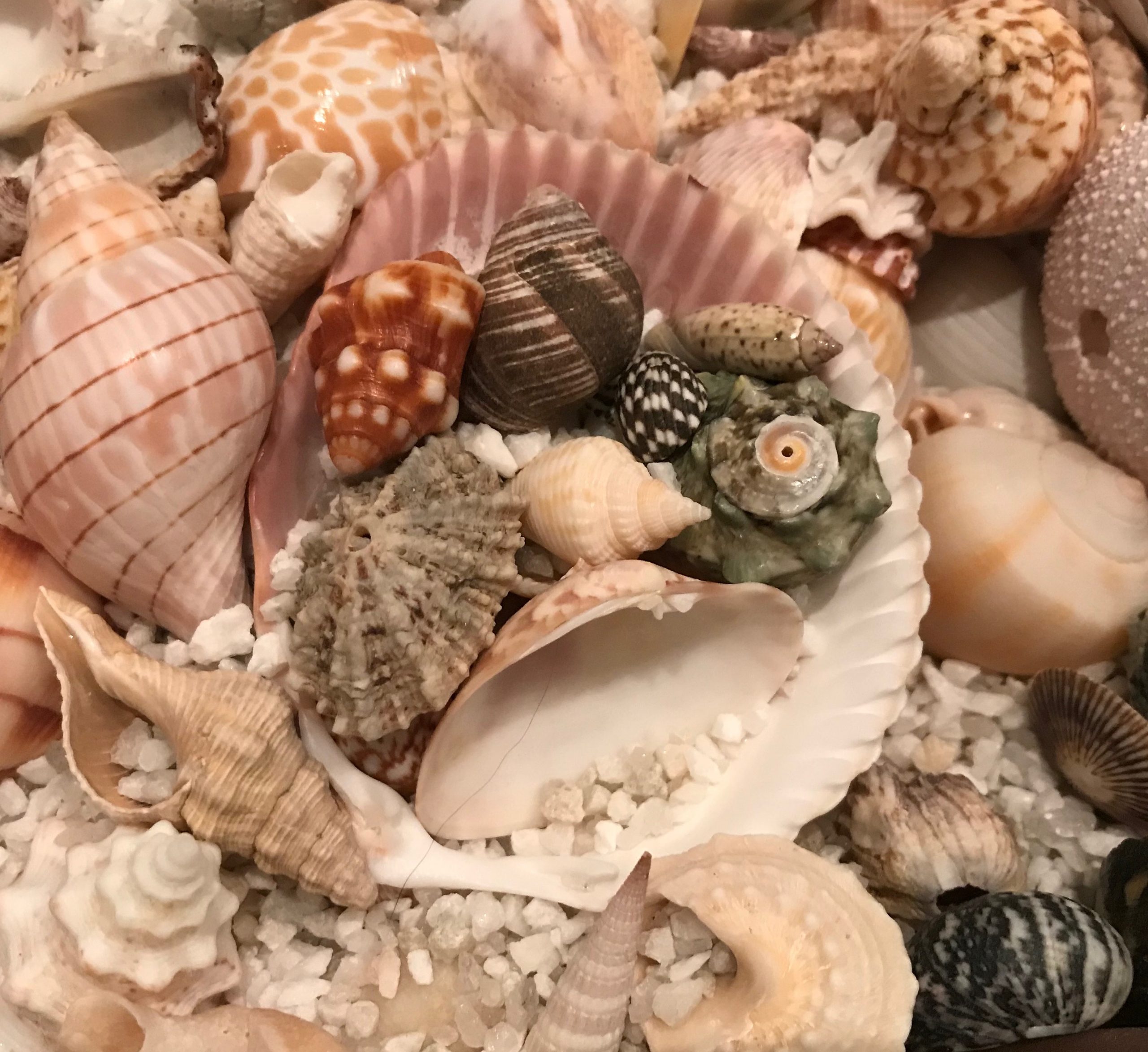 Seashells by the seashore—my father in Florida Sharon Kirsch