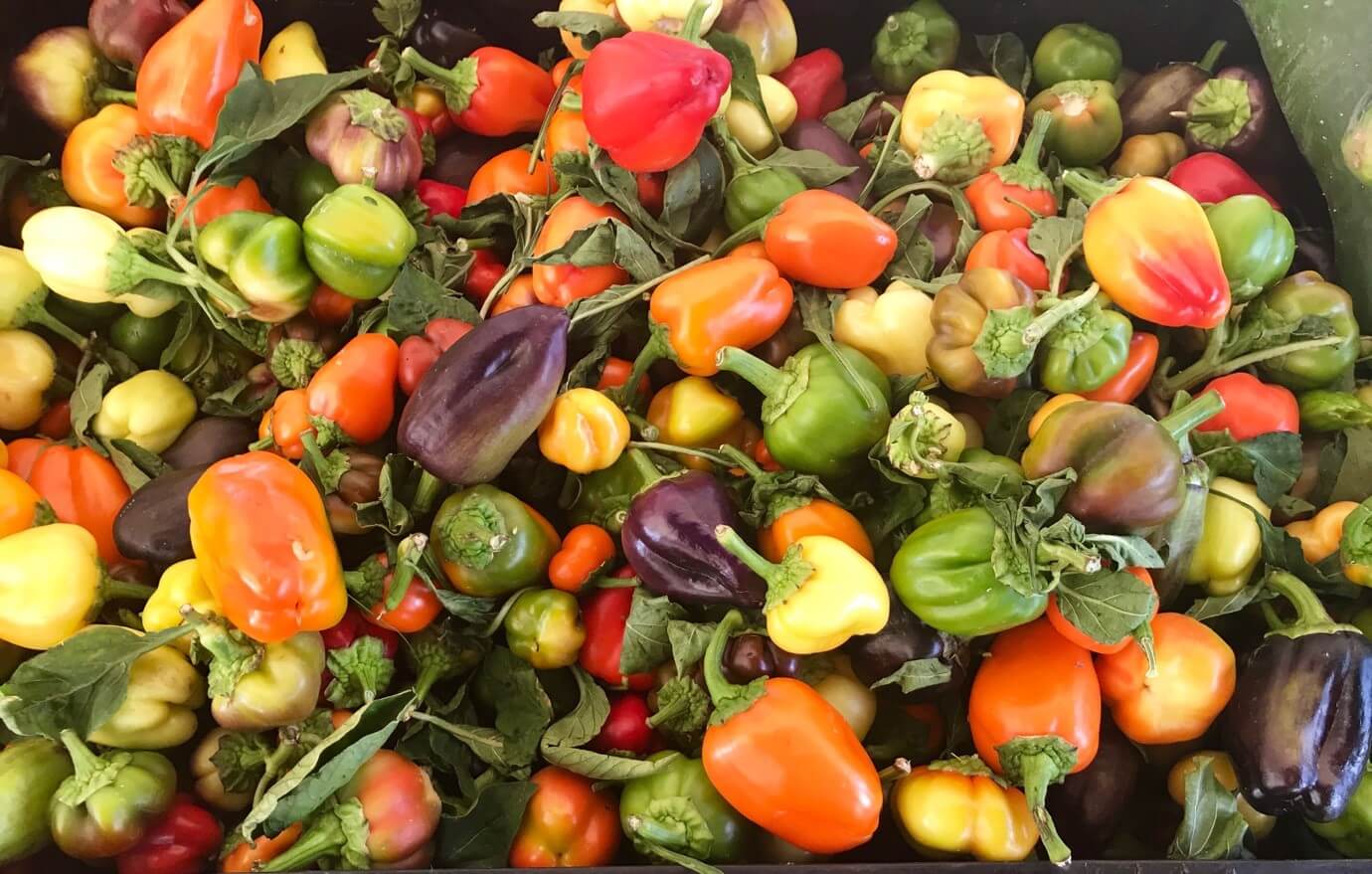 How you can Use Bell Peppers: Diet Advantages, Cooking Suggestions & Straightforward Recipes How you can Use Bell Peppers: Diet Advantages, Cooking Suggestions & Straightforward Recipes