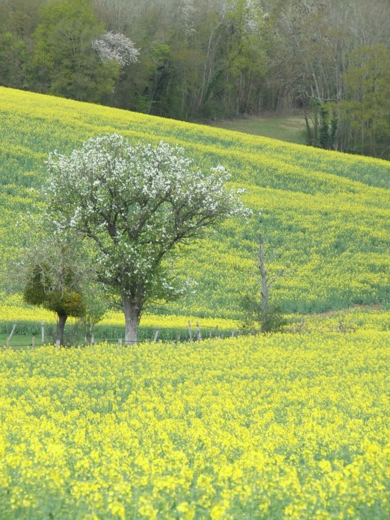 discovering french country life MY FRENCH COUNTRY HOME