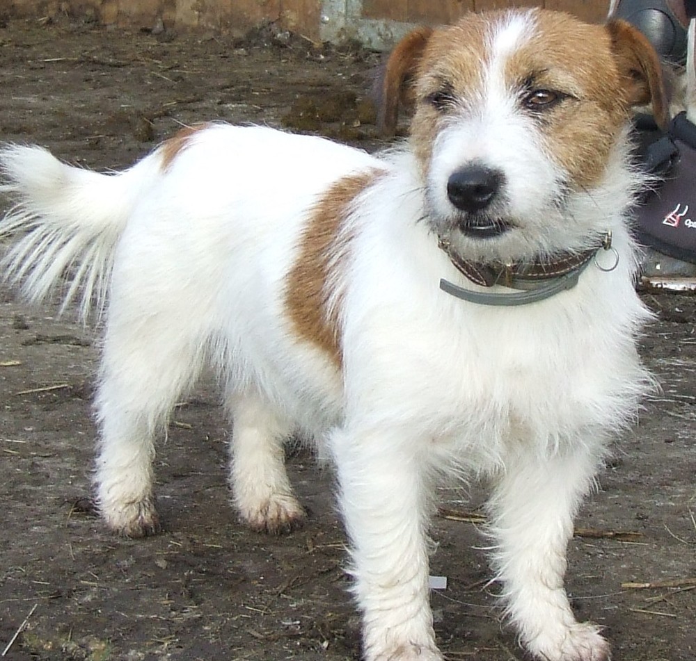 Puppy Love My French Country Home