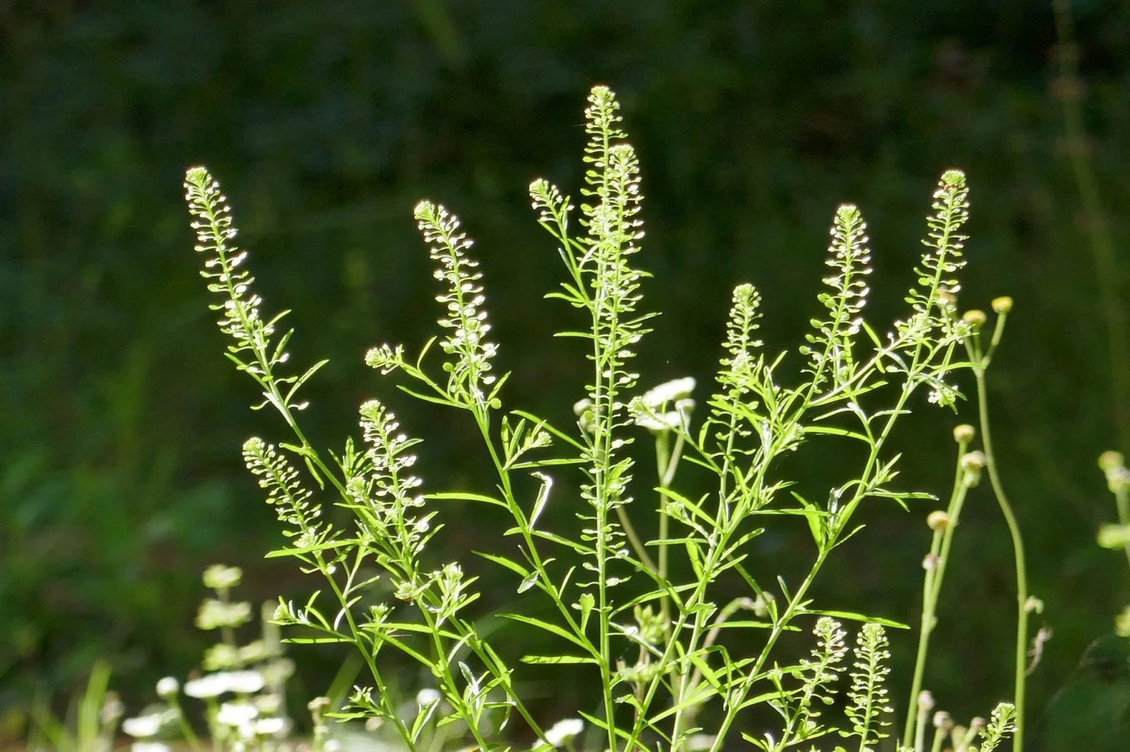 Florida's Wild Edibles Sharons Florida