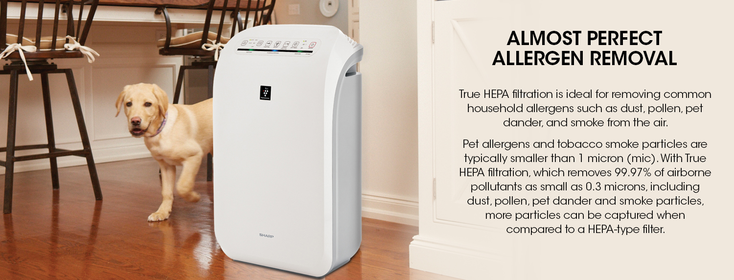 Will An Air Purifier Help With Dog Hair