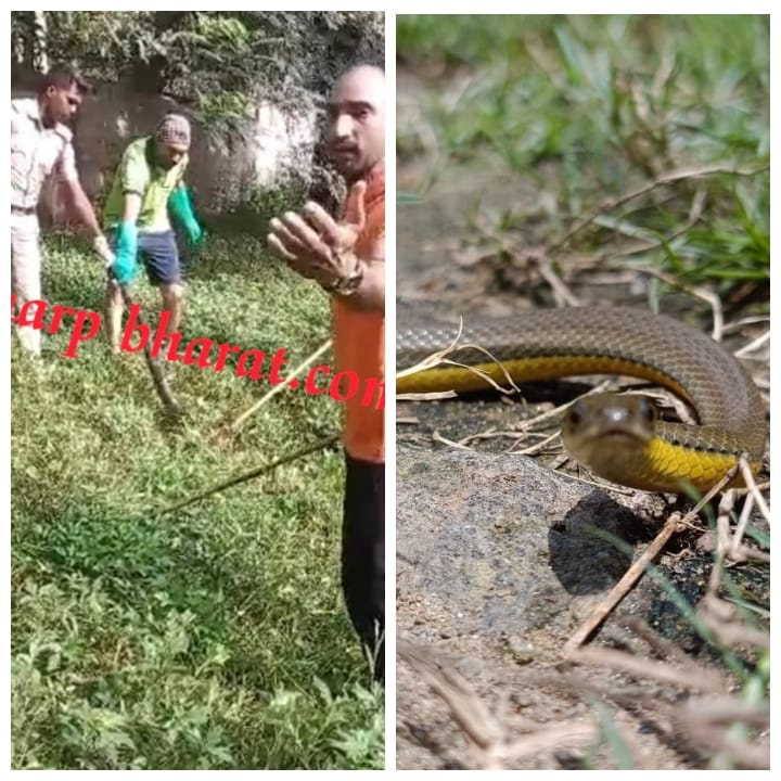 Jamshedpur two snake rescued जमशेदपुर में दो जगहों पर निकला सांप, 1.टेल्को चिन्मया स्कूल में