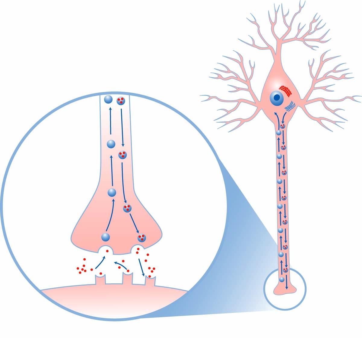 Want to Improve Memory? Strengthen Your Synapses. SharpBrains