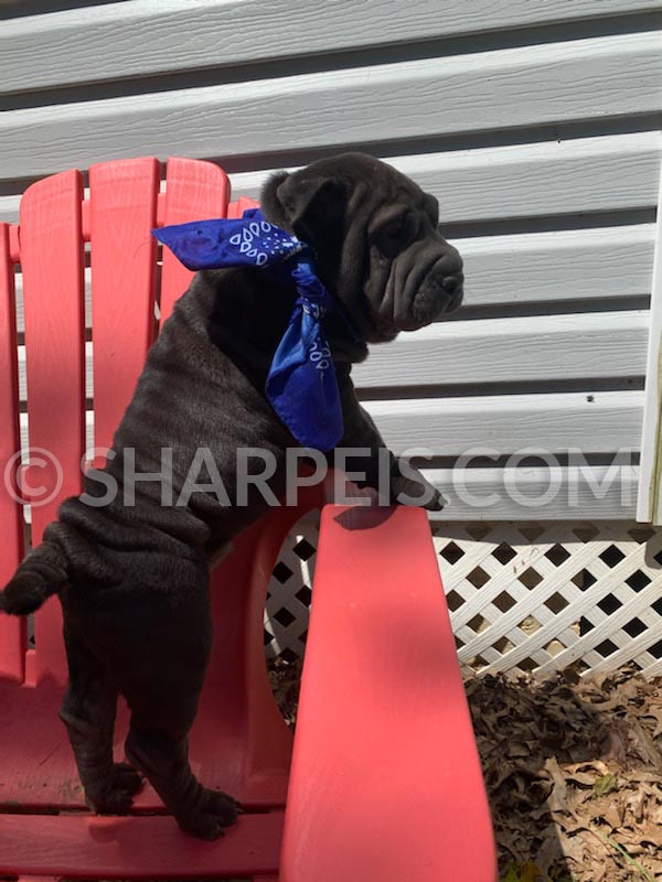 King Male Brush Coat Chinese Shar Pei puppies for sale, Breeder of