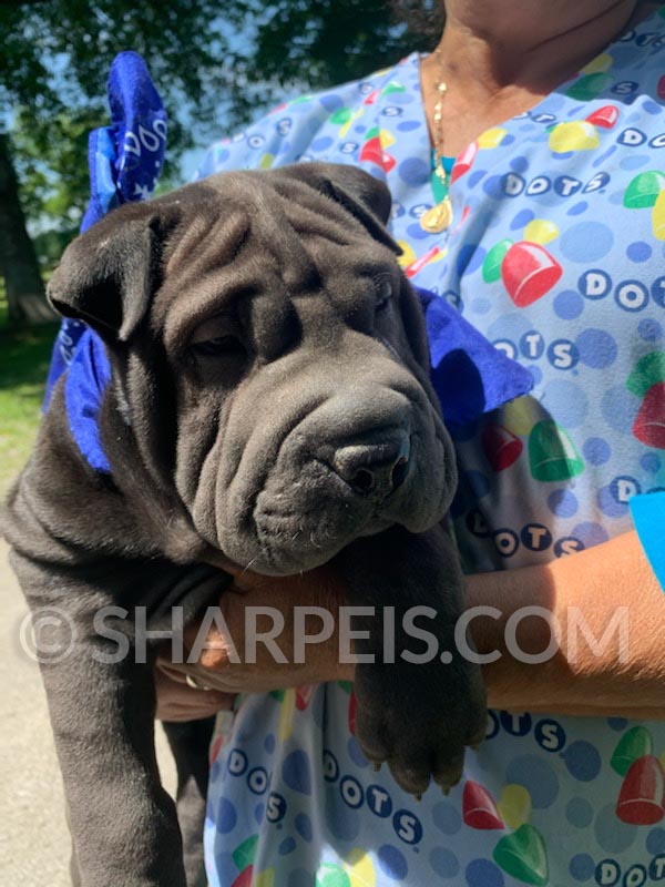 King Male Brush Coat Chinese Shar Pei puppies for sale, Breeder of