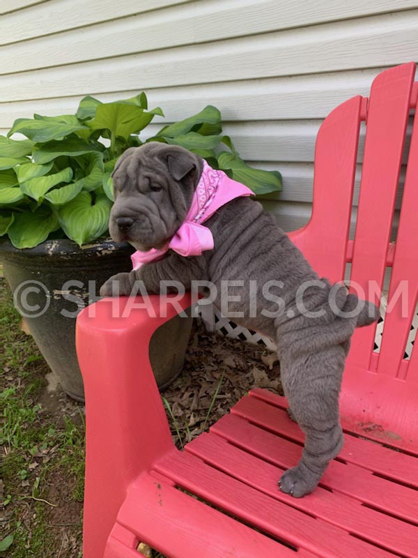Miss Queen Female Mini blue brush coat Chinese Shar Pei puppies for