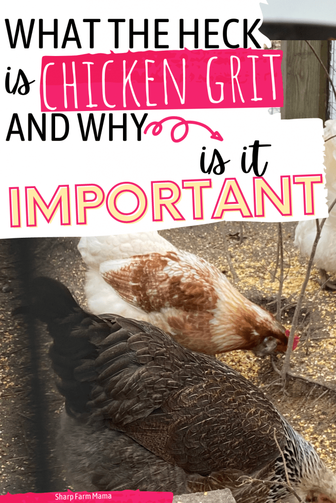 Chicken Grit What Is It And Why Do Chickens Actually Need It?