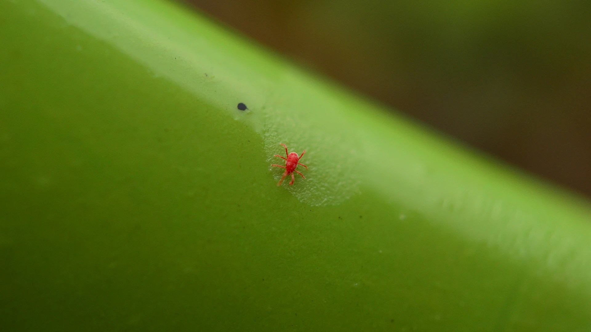What Are Chiggers & How Do You Get Rid of Them? Sharp Lawn Care