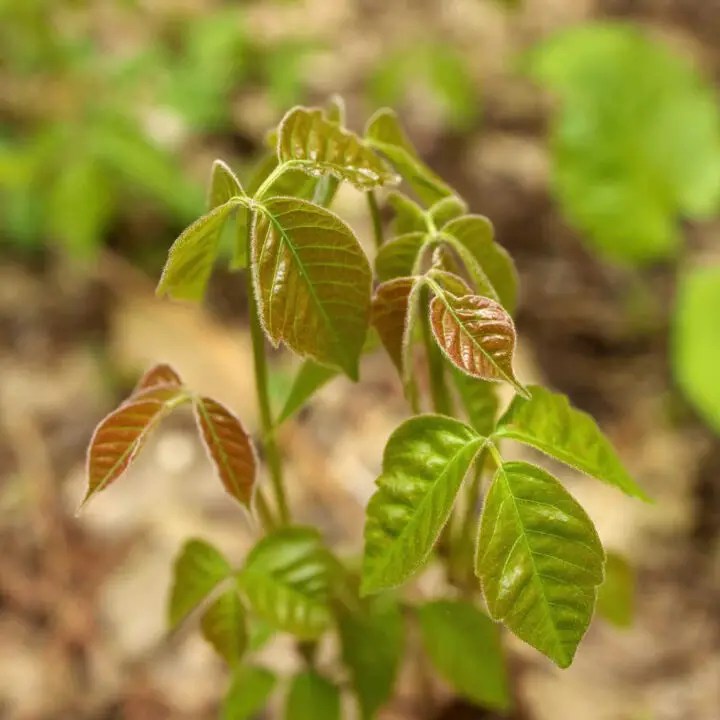 Soap For Poison Ivy [How To Do It Right] Sharpologist