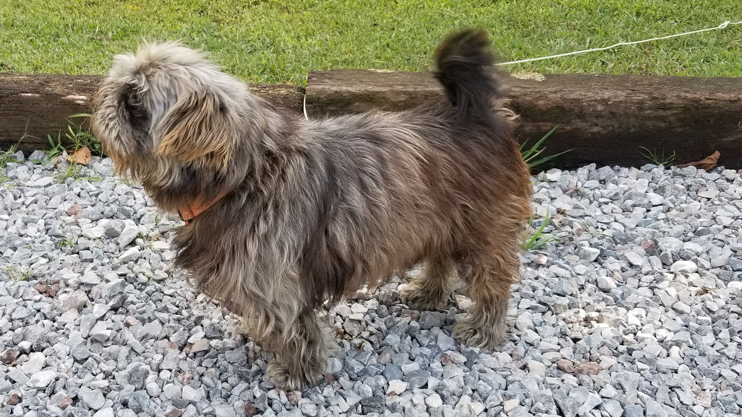 benton 21 SHARP Safe Haven Animal Rescue Program