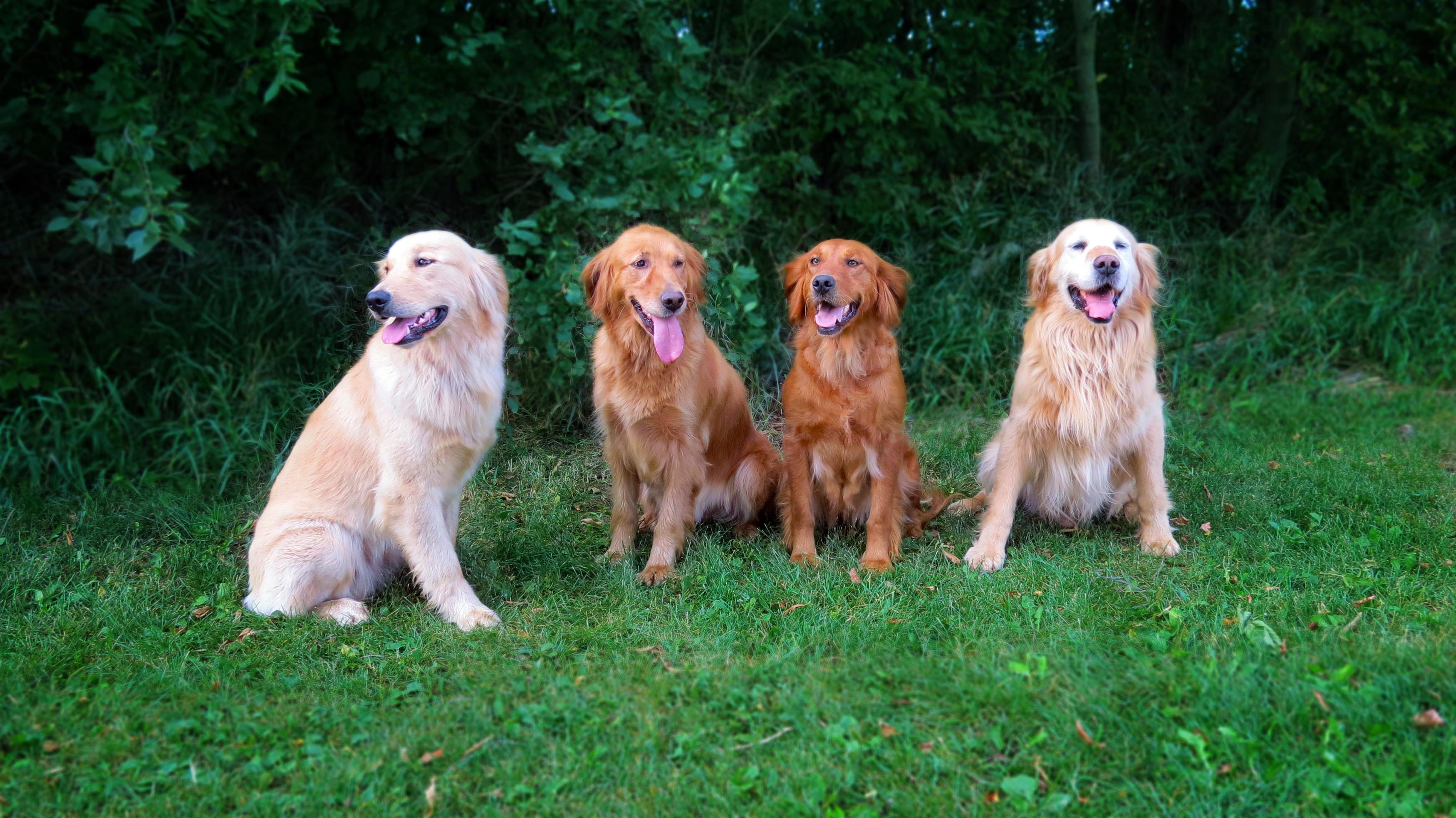 Our Dogs Sharptail Ridge Golden Retrievers