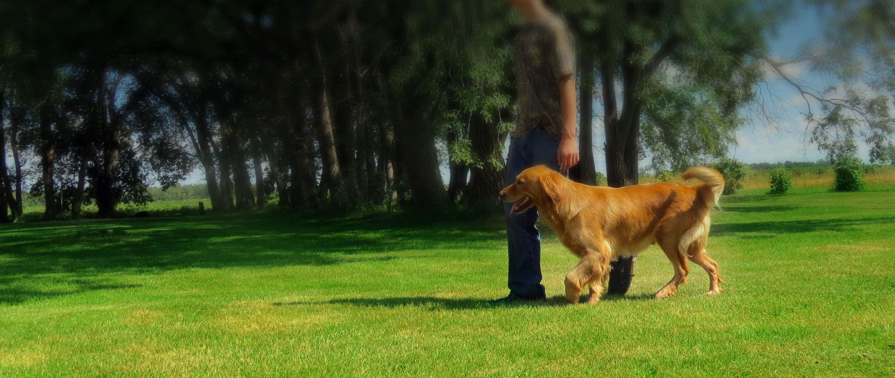 training Sharptail Ridge Golden Retrievers