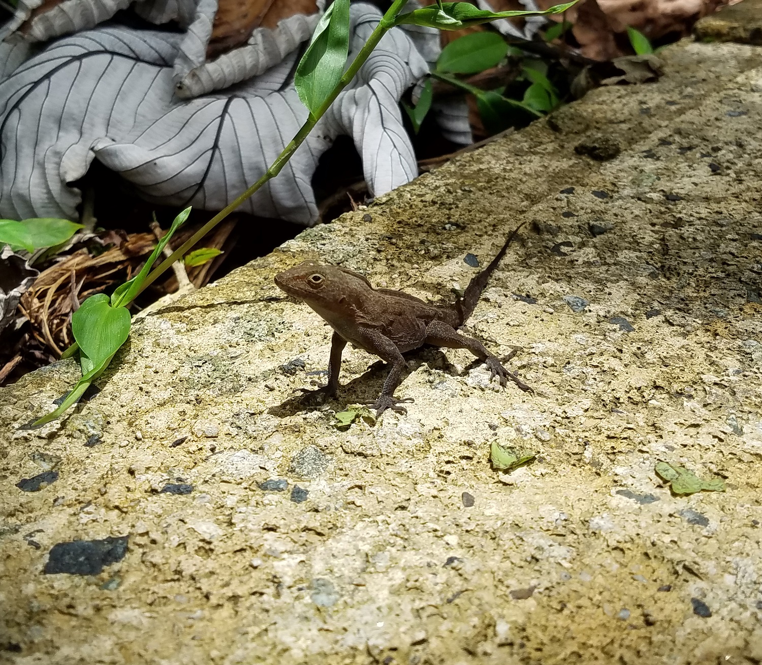 A Gallery of Puerto Rican Lizards