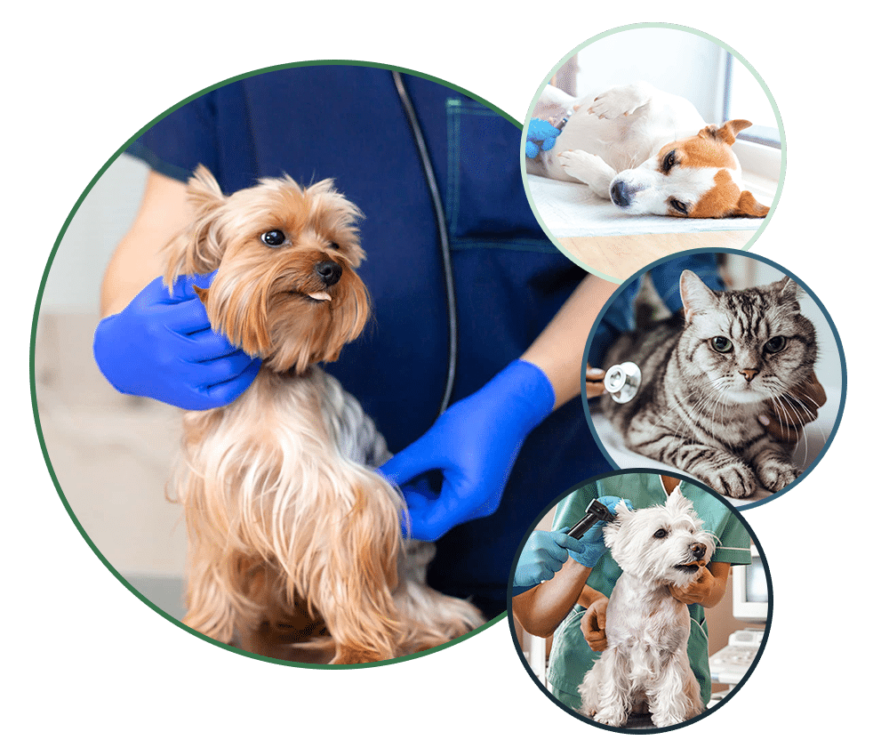 How Accurate Is A Dog Pregnancy Scan