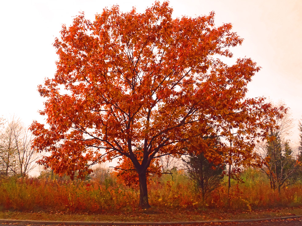 Fall Tree Beauty ⋆ Shawna Coronado