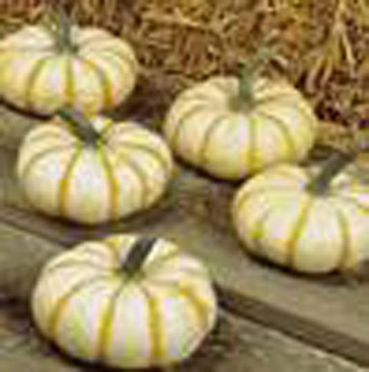 Gallery Shawn's Pumpkin Patch