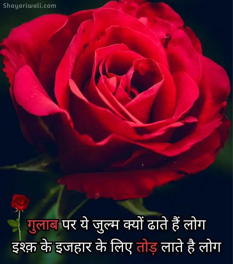101+ Gulab Shayari in Hindi 🌹 गुलाब पर हिंदी शायरी Shayari Wali