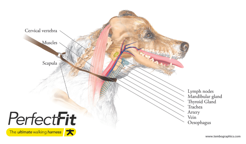 The reason we should never pull on a dog’s neck? Shay Kelly
