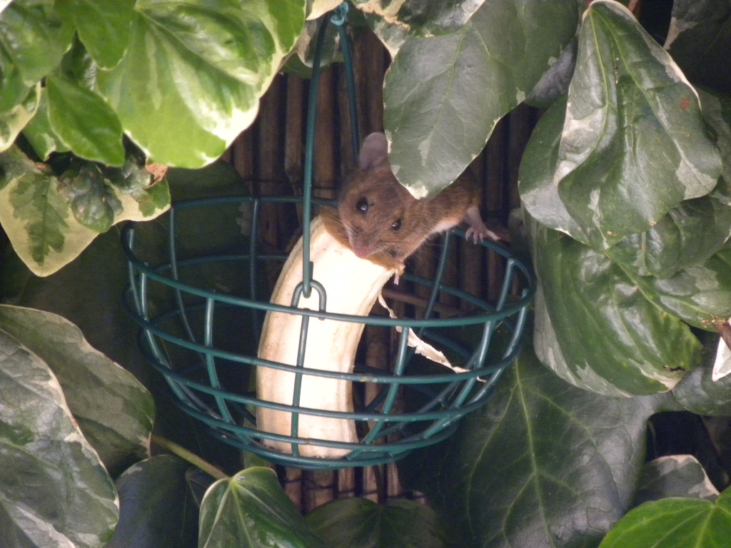 What will a mouse eat? Shazza's Backyard Blog