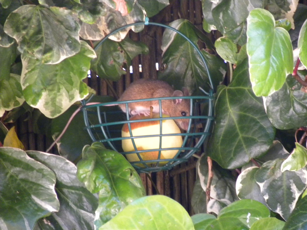 What will a mouse eat? Shazza's Backyard Blog