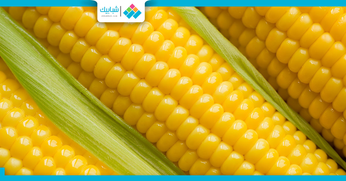 Agriculture Blog زراعة الذرة الصفراء في المنزل