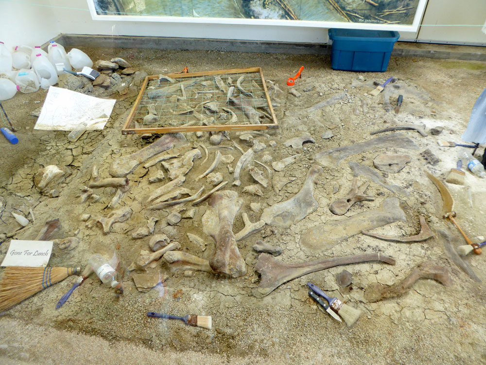 Dinosaur Hunting in Drumheller Alberta She Adventures