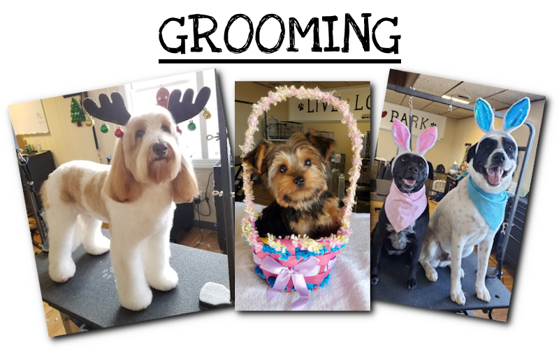 Great Dog Grooming Syracuse Ny Don t miss out hencoop