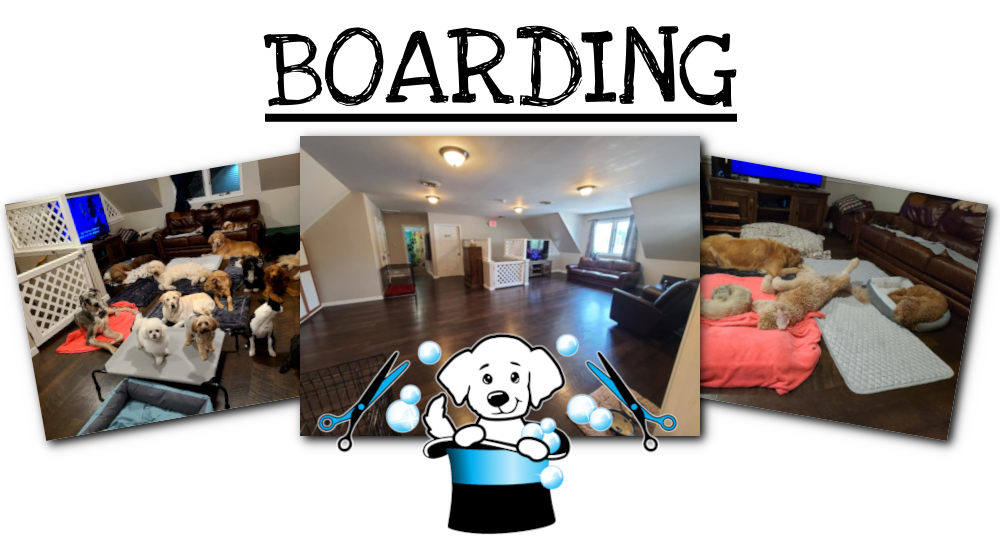 Shear Magic Dog Spa & Resort! Daycare Boarding Grooming Training