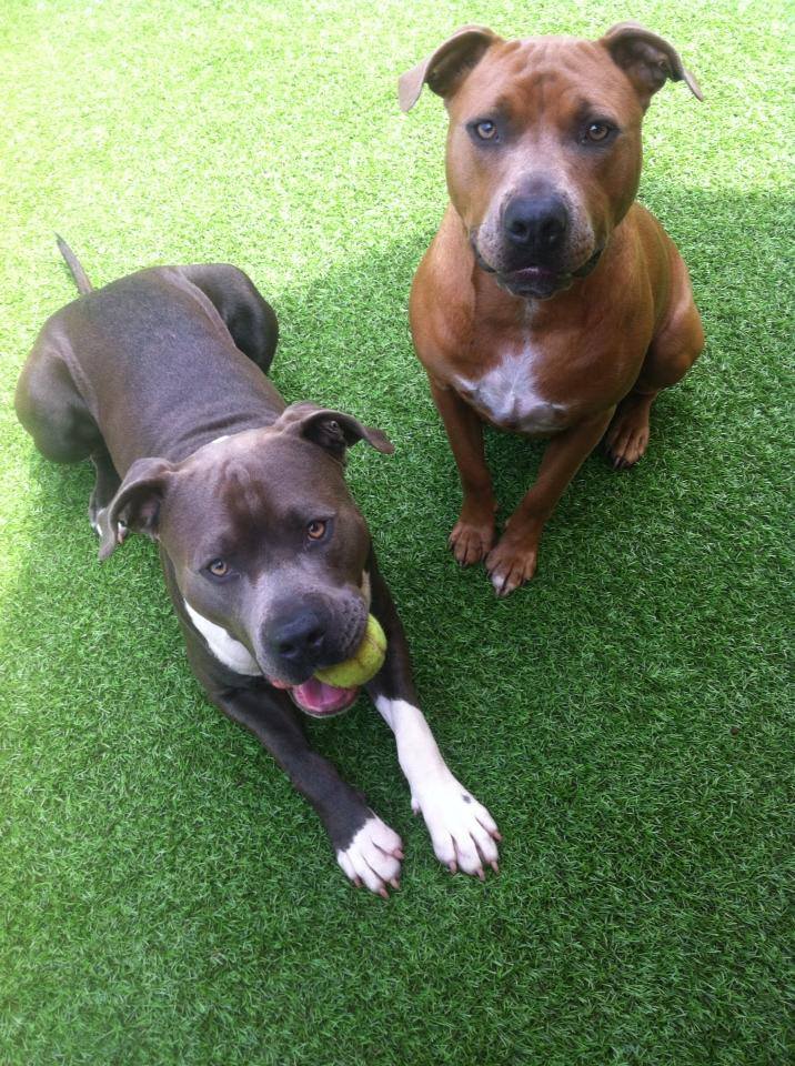 Pet Boarding and Doggy Daycare Services Hilo, HI