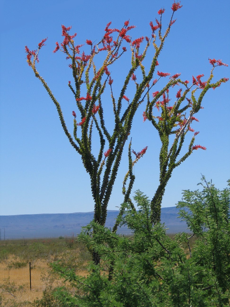 I Didn’t Scare Anyone in Victorville, California « She Did Something