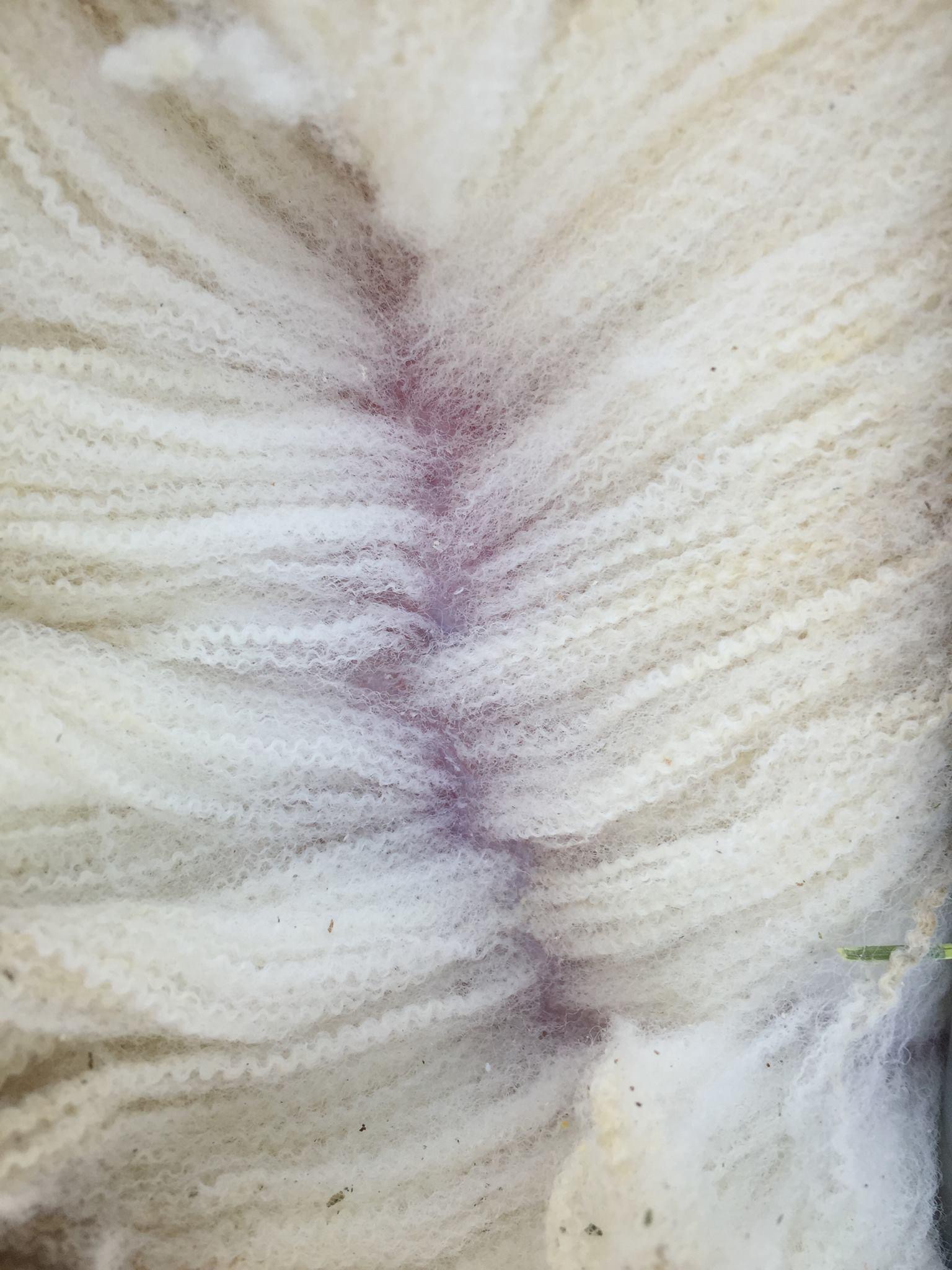 Dorset Polled Maryland Sheep and Wool Festival