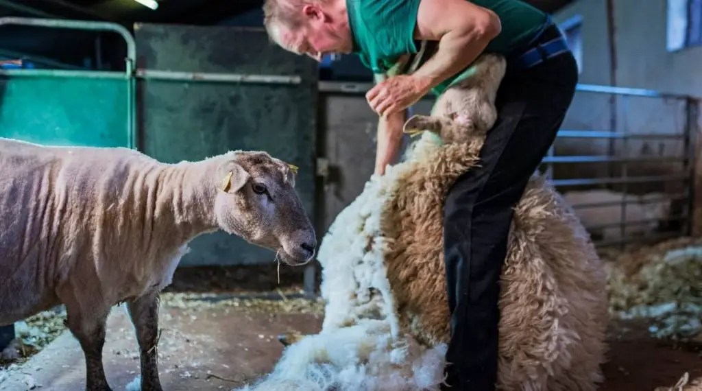 Do Sheep Need To Be Sheared? SheepCaretaker