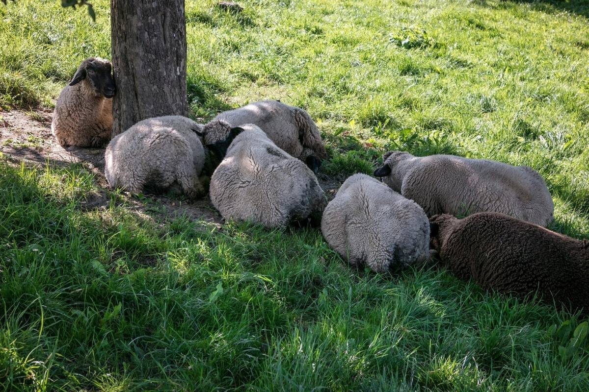 How Do Sheep Sleep? All Questions Answered SheepCaretaker