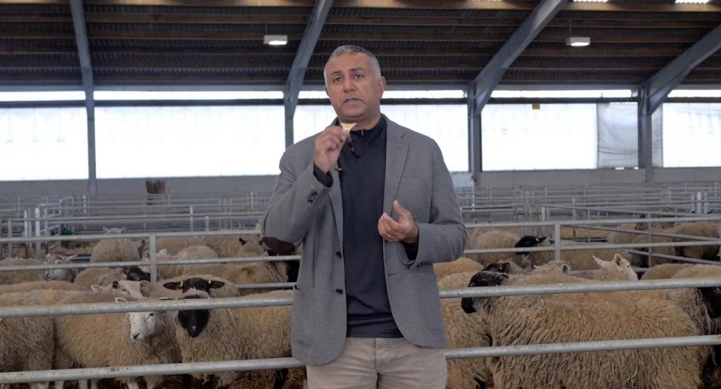 Whistle Commands to use when trianing a dog to herd sheep.