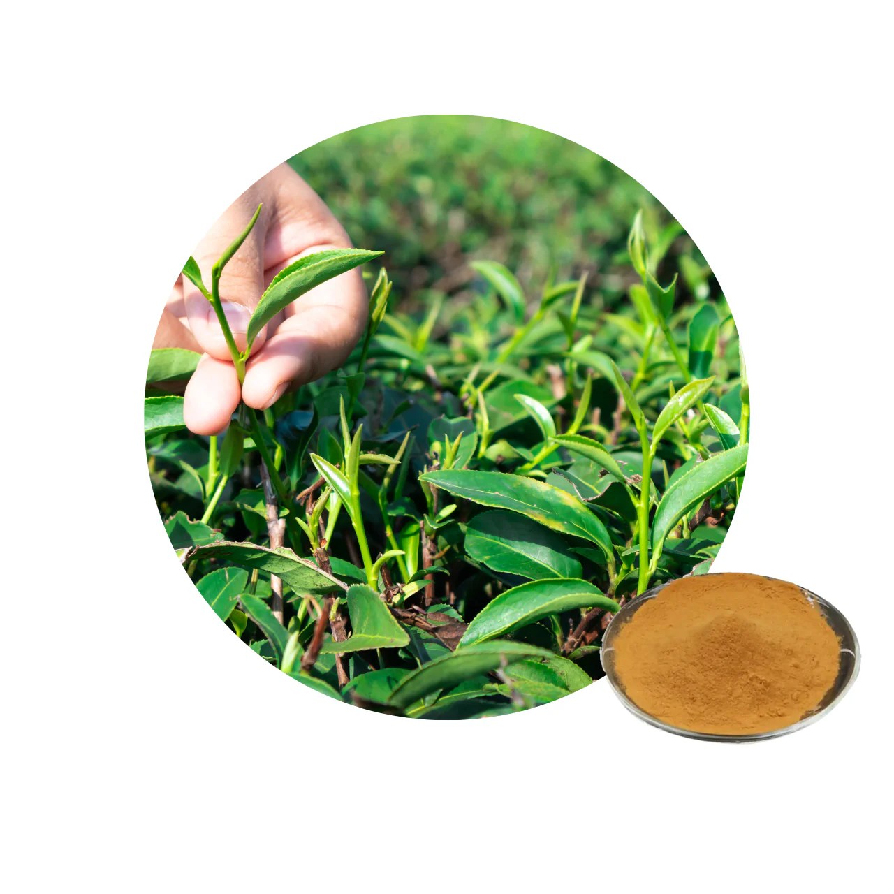 Green Tea Polyphenols Powder sheerherb