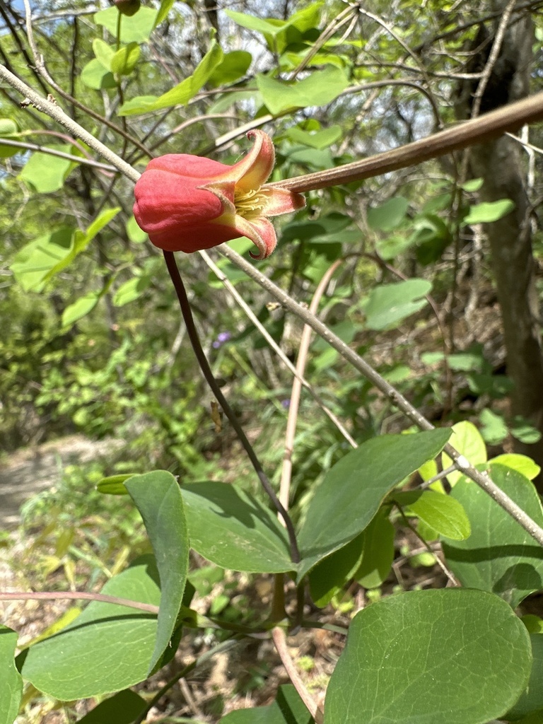 Clematis texensis Vine Scarlet Clematis, Scarlet Leather Flower