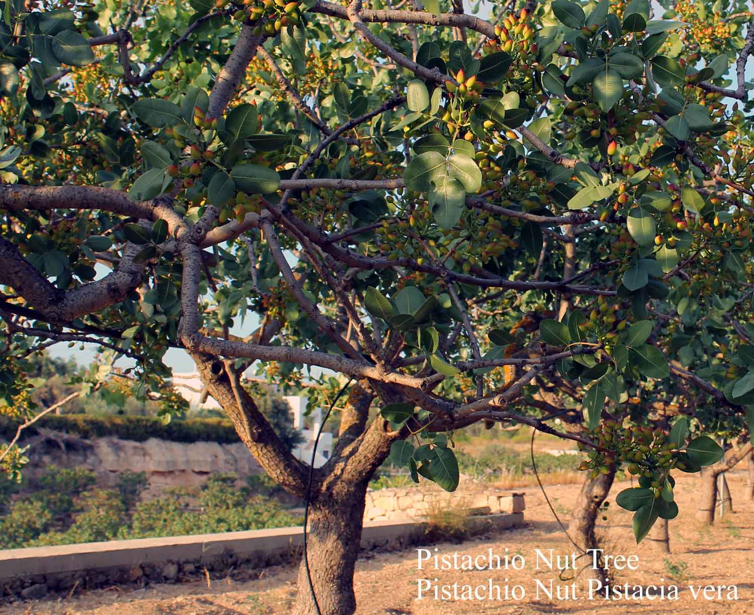 Pistacia vera Edible Fruit/Nuts,Fruits Pistachio, Pistachio Nut