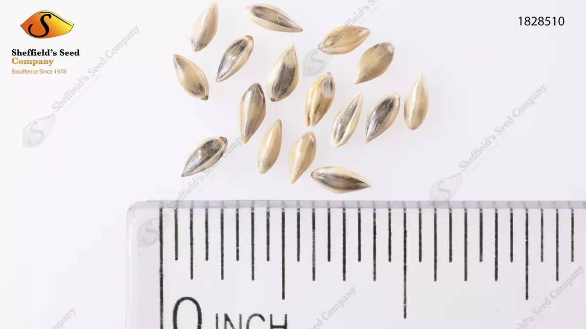 Panicum virgatum 'CaveinRock' Grass,Herbaceous Plants Cavein