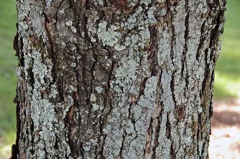 Acer x freemanii dry seed Hardwood Freeman Maple, Freeman's Maple