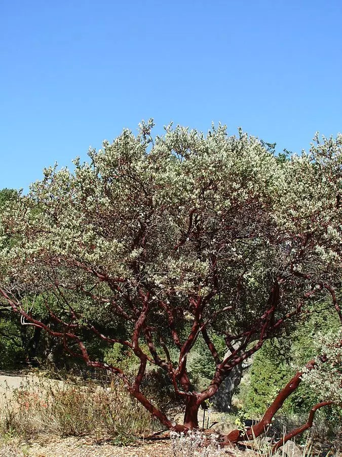 Arctostaphylos manzanita Medicinal Herbs,Shrub Common Manzanita, Parry Manzanita, Whiteleaf