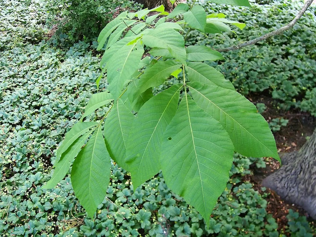 Carya laciniosa Hardwood Big Shellbark, Bigleaf Shagbark Hickory