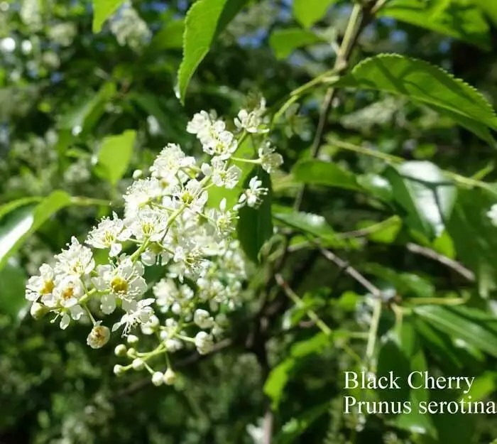 August Seed Packet of the Month Black Cherry Tree Seed