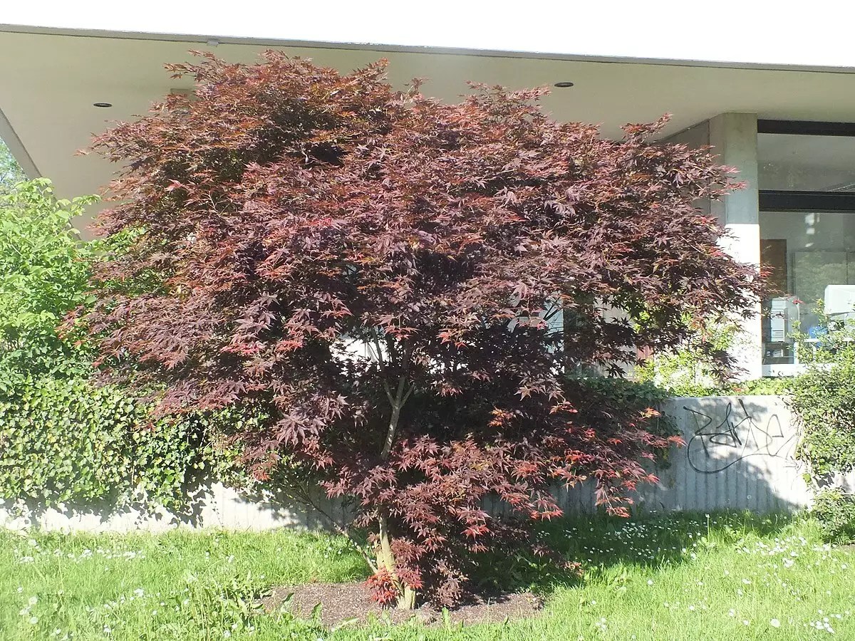Acer palmatum ssp. amoenum 'Osakazuki' dry seed Common Bonsai